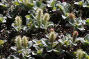 asahidake43_thumb.jpg