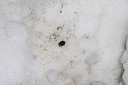 asahidake62_thumb.jpg