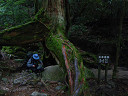 yakusima1-11_thumb.jpg