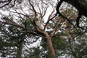 yakusima2-07_thumb.jpg
