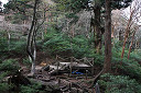 yakusima2-08_thumb.jpg