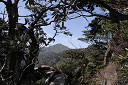 yakusima2-24_thumb.jpg