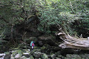 yakusima1-08_thumb.jpg