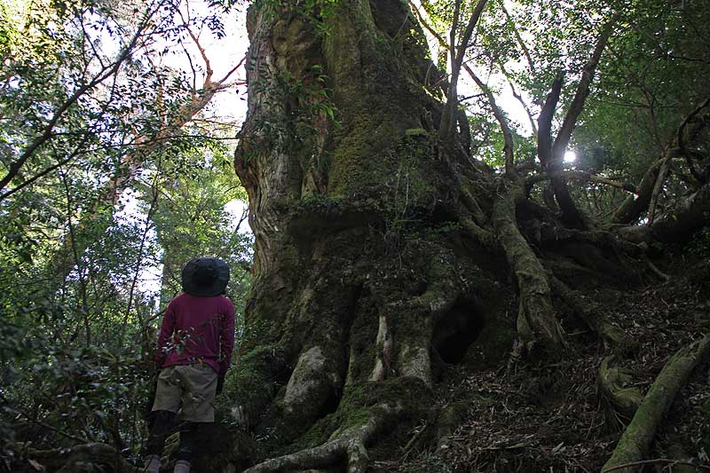 yakusima1-30.jpg
