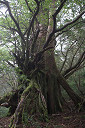 yakusima3-25_thumb.jpg