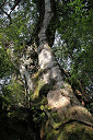 yakusima3-35_thumb.jpg