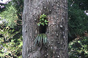 yakusima3-38_thumb.jpg